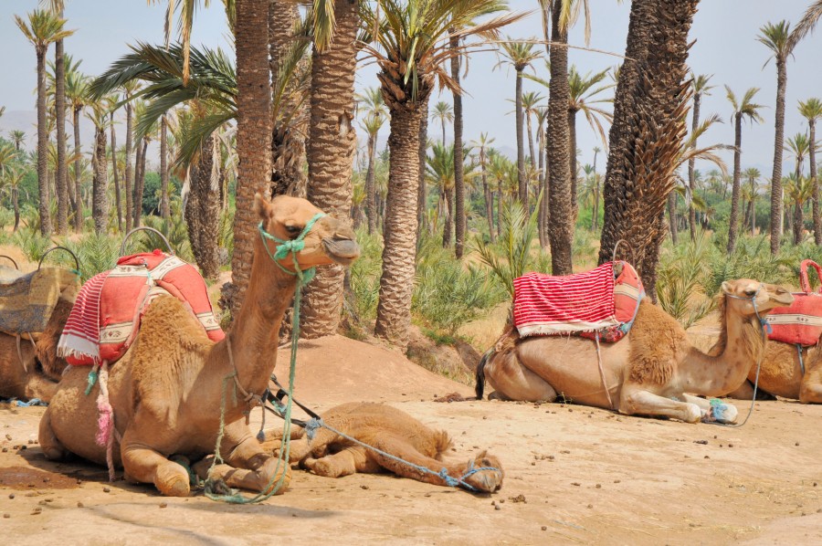 holiday to marrakech morocco